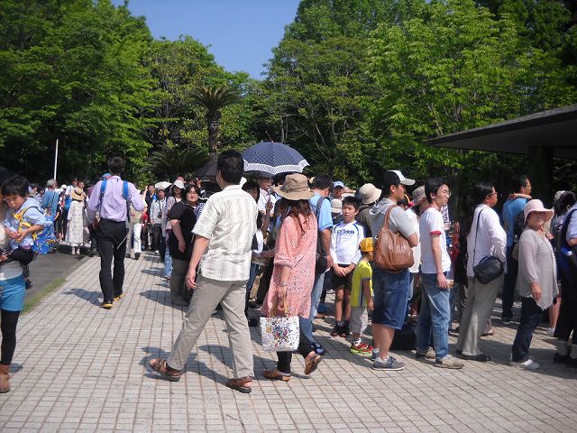 燭台大蒟蒻の花が咲きました 自転車に乗って